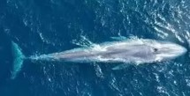 Kemunculan Paus Biru Sepanjang 20 Meter Gegerkan Warga Gorontalo