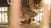 Polisi Tangkap Penjual Kucing Kuwuk Langka di Muara Baru, Pemasok Diburu