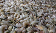 Ekspor Udang ke AS Jadi Angin Segar Produk Perikanan RI