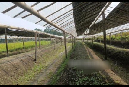 Sinergi Tanjung Emas dan CV Mata Elang Perkuat Rantai Pasok Tembakau