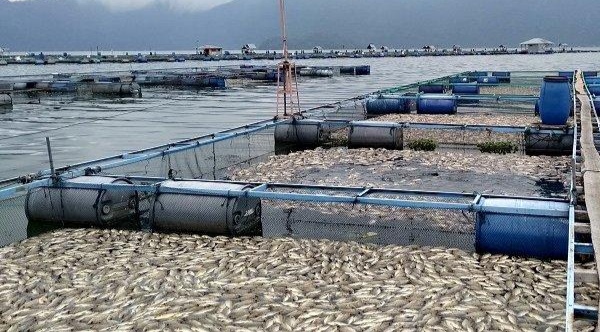 SumbarSetelah 2 Tahun Kematian Massal 25 Ton Ikan di Danau Maninjau, Kerugian Ratusan Juta Rupiah