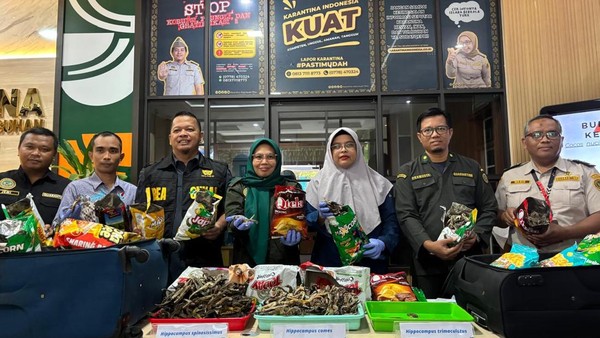 Karantina Kepri Gagalkan Penyelundupan 10.647 Ekor Kuda Laut Kering dari WNA