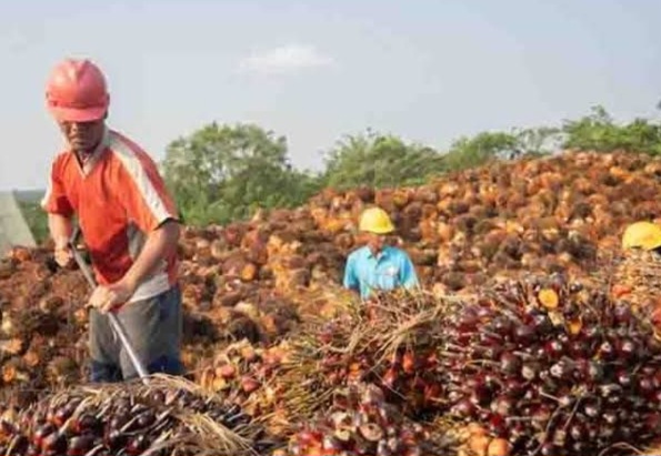 Permintaan Tiongkok dan India Turun, Harga TBS Sawit Petani Riau Akhirnya Anjlok
