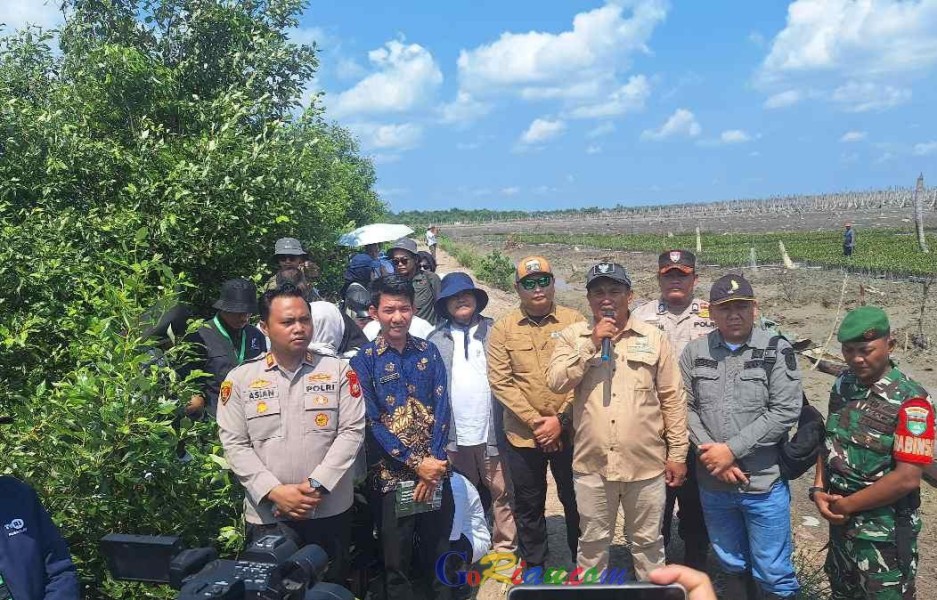 Dari Kebun Kelapa ke Hutan Mangrove, Upaya M4CR Menyelamatkan Pesisir Kuala Selat yang Terkikis Abrasi