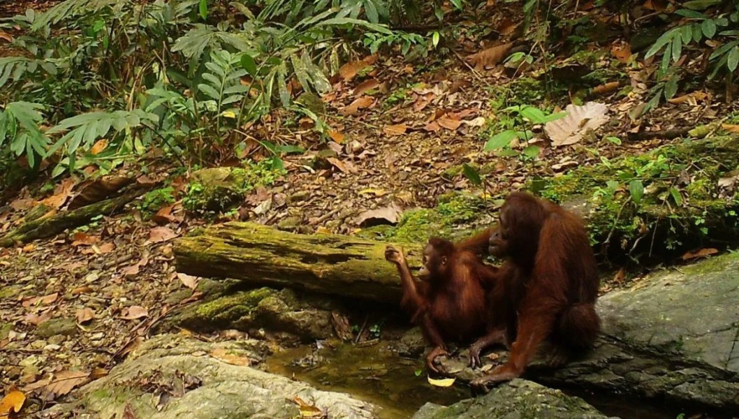 Kebun Binatang Jepang dan Indonesia Kolaborasi Lestarikan Orangutan