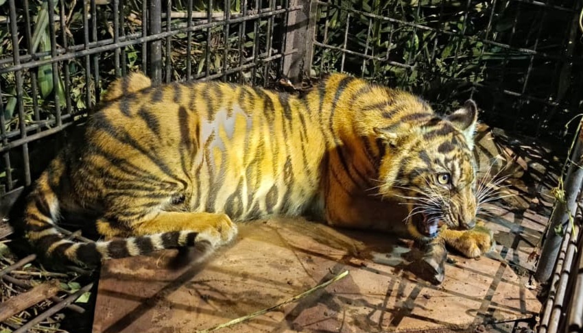 Detik-detik Anak Harimau Sumatera Masuk Kandang Jebak di Desa Pulau Muda Pelalawan