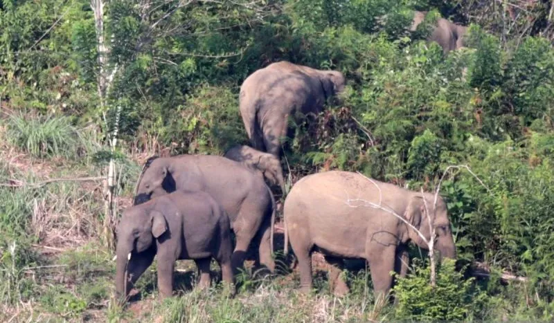 BKSDA Catat Masih Ada 120 Ekor Gajah Sumatera yang Hidup di TNBT Jambi