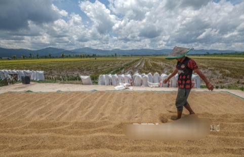 Stok Beras Melimpah, Kementan Buka Peluang Ekspor Beras Lebih Besar