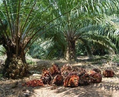 Dugaan Perambahan Hutan 885 Hektare di Rohul Masuk Penyelidikan Polda Riau