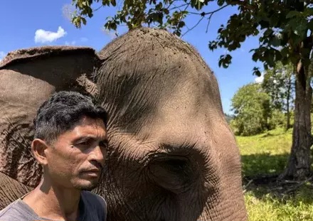 DAS Peusangan Aceh Longsor Parah, Ekosistem Gajah Sumatera Berubah