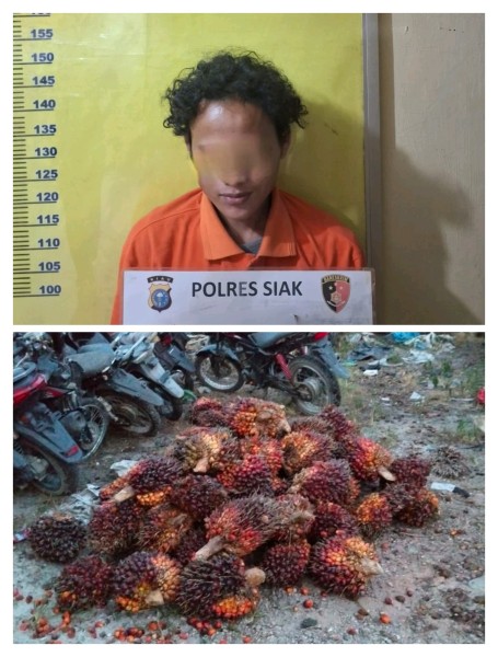 Pencurian 65 Tandan Sawit di Perkebunan PT Ivomas Tunggal, Polsek Kandis Amankan Satu Pelaku