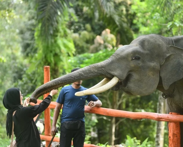 Pertamina Hulu Rokan Dukung Konservasi Gajah Sumatera di PLG Minas