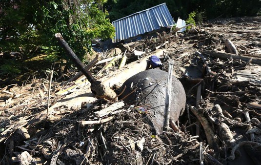 Gajah Mati Terseret Banjir di Aceh Dikubur Darurat, Tulang Akan Dipindahkan