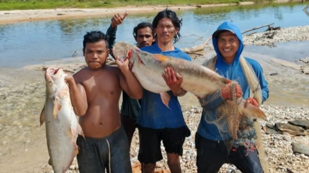 Diduga Tercemar Limbah, Banyak Ikan Mati di Sungai Singingi