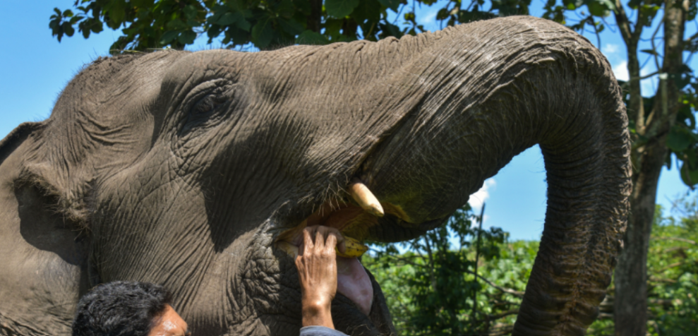 Pemerintah Selamatkan Gajah Sumatera dan Kalimantan, Habitat Tersisa Tinggal 21 Kantong