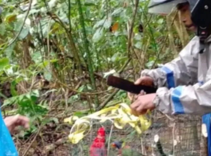 BKSDA Maluku Lepas Liarkan Empat Burung Dilindungi di Sungai Nief Seram Timur