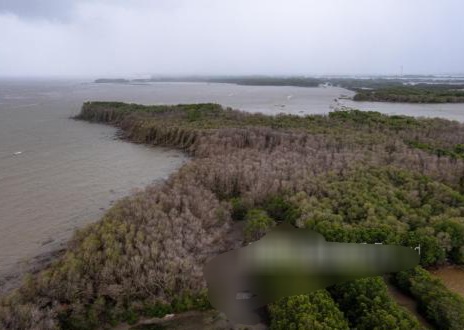 Bukan Sekadar Ikan, Ini Strategi Baru KKP Ubah Mangrove Jadi 'Tambang Emas' Karbon Biru