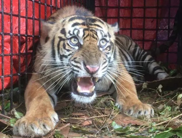 BKSDA Imbau Warga Tidak lepas liarkan ternak cegah gangguan harimau