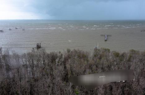 Kemenhut Luncurkan Platform Mandara Percepat Rehabilitasi Mangrove