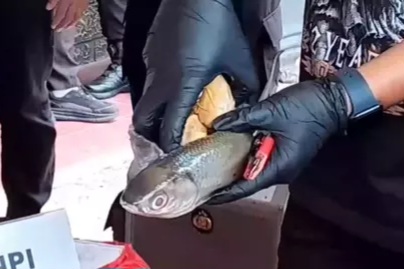 Polisi Gagalkan Penyelundupan 3,2 Kg Sabu dalam Perut Ikan Bandeng