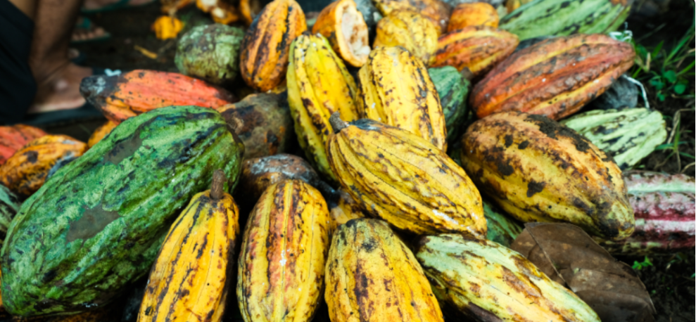 Krisis Iklim Tekan Pasokan Kakao, Ilmuwan Kembangkan Alternatif Cokelat dari Carob