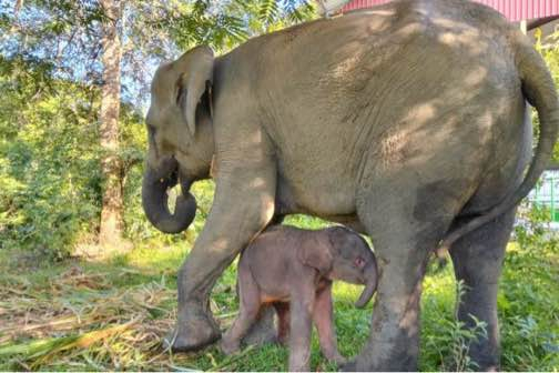 Kabar Gembira dari Way Kambas: Anak Gajah Sumatra Lahir di Tengah Ancaman Kepunahan