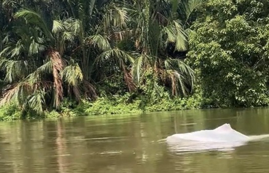 Bikin Geger, Hewan Putih Mirip Lumba-lumba Muncul di Perairan Asahan