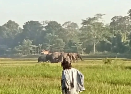 Gajah Liar di Lampung Rusak Lahan Pertanian, Petani Rugi Puluhan Juta