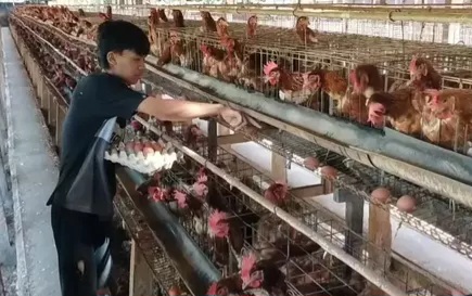 Kerja Sama Dagang RI–AS, Indonesia Impor 580.000 Bibit Ayam