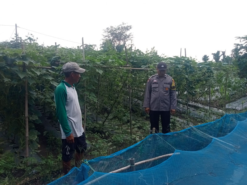 Bhabinkamtibmas Polsek Kandis Dampingi Petani untuk Dukung Program Ketahanan Pangan Nasional