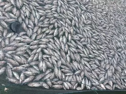 Oksigen Menipis, Ribuan Ton Ikan di Danau Maninjau Mati