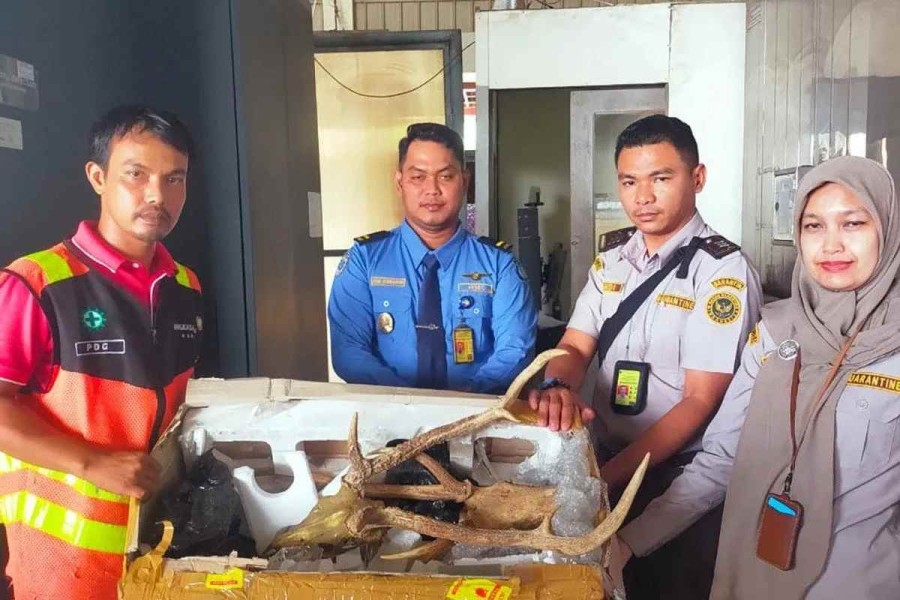 Dua Tengkorak Rusa Gagal Lewati X-Ray Bandara Internasional Minangkabau Sumbar