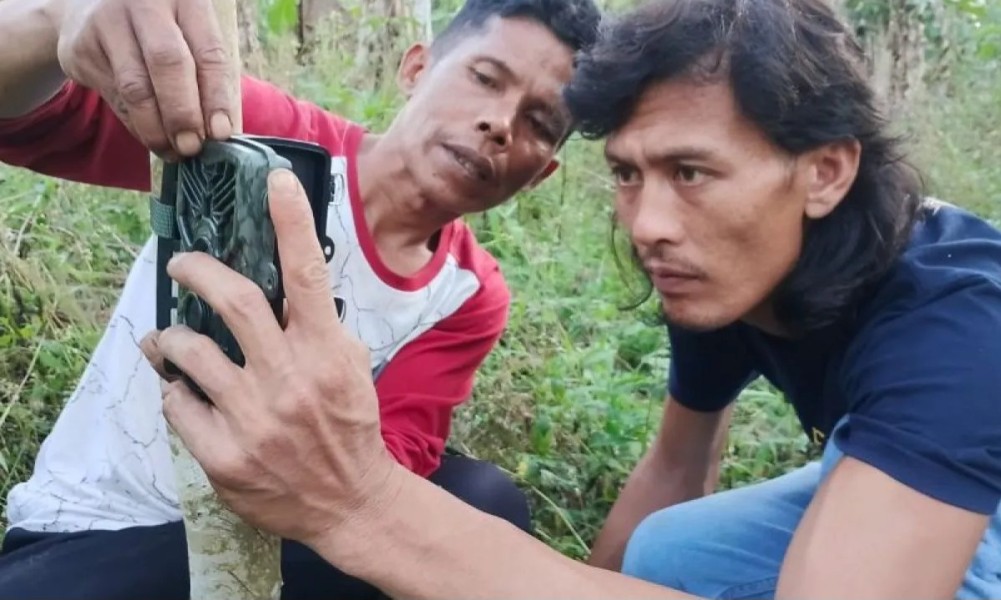 BKSDA Sumbar Pasang 6 Kamera Jebak Untuk Pantau Kemunculan Harimau di Agam