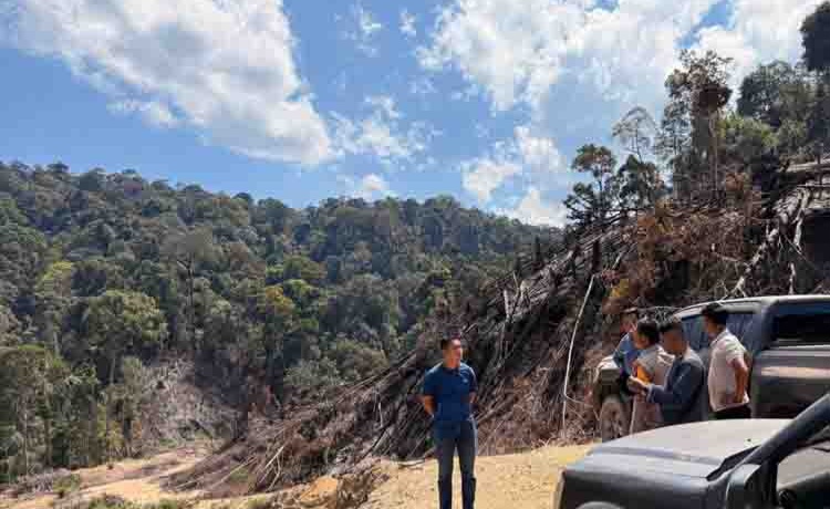 10 Hektare Hutan Hangus, Warga Nekat Bakar Lahan untuk Kebun Sawit