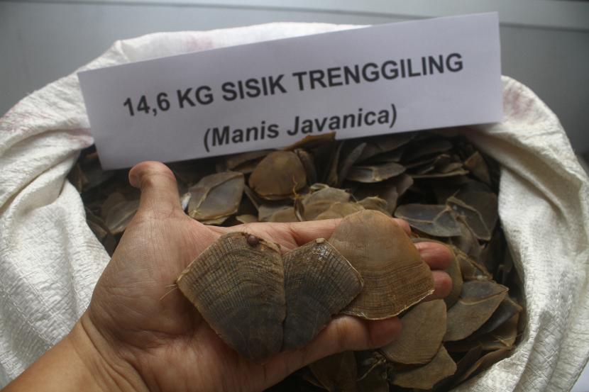 Kemenhut Gagalkan Perdagangan Sisik Trenggiling di Kalimantan Tengah