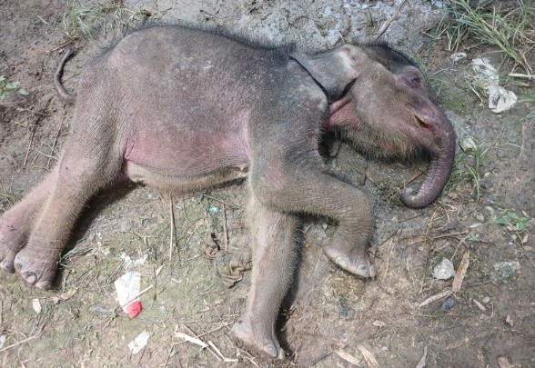 Di Hari Gajah Sedunia, Kabar Duka Datang dari Riau: Anak Gajah Yuni Ditemukan Mati