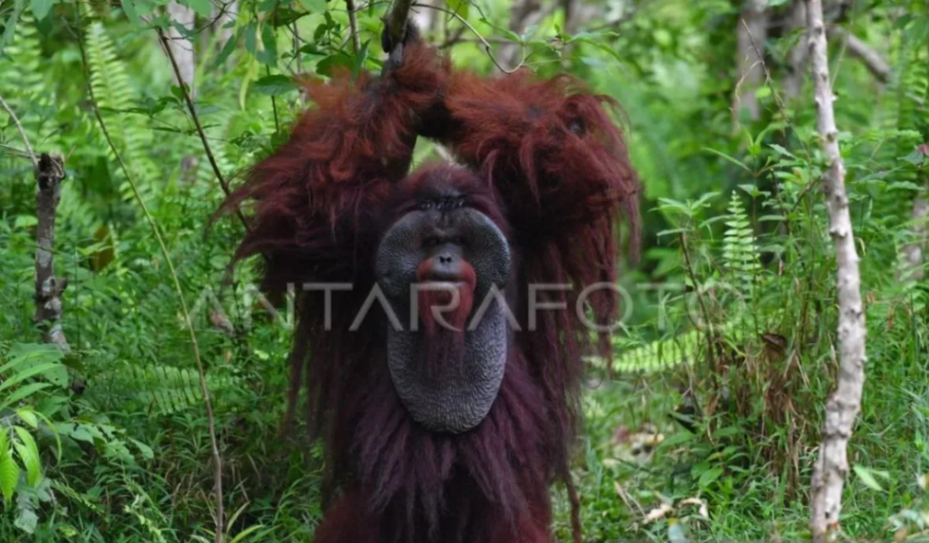 BKSDA Hubungkan Habitat Orangutan di Hutan Produksi