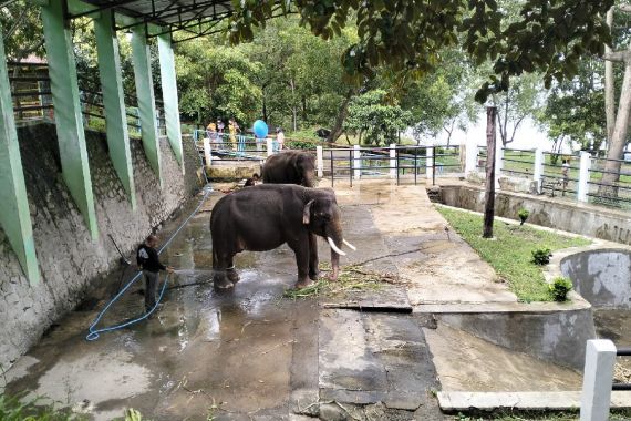 Dua Gajah Sumatra Dirantai, Pemkab Wonogiri Angkat Bicara