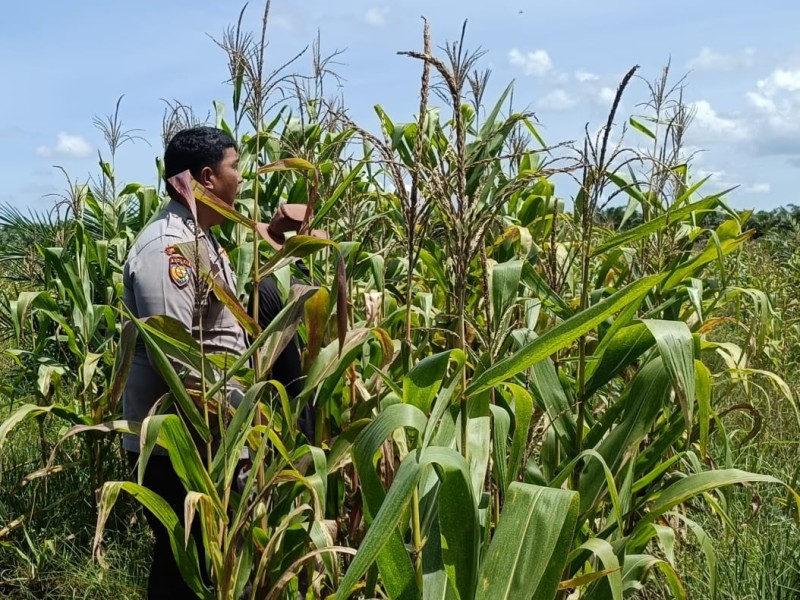 Polri Hadir di Tengah Petani, Polsek Kandis Pantau Jagung Tumpang Sari Kelompok Tani Ayu Makmur