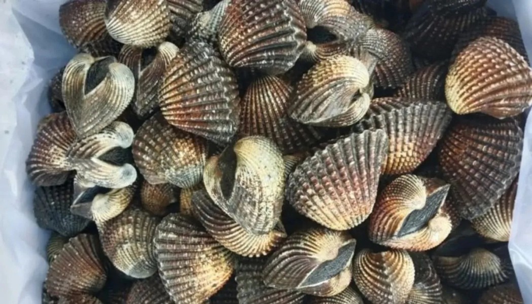 Karantina Sultra Fasilitasi Ekspor 560 kg Kerang Dara Menuju Thailand