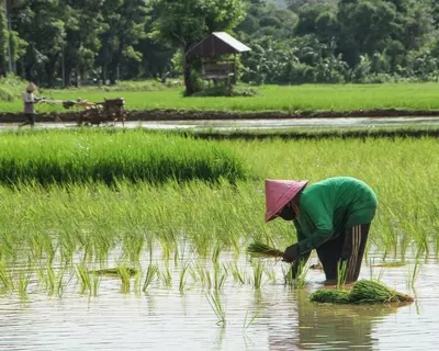Pertanian Maju Bisa Bikin Sektor Industri Ikut Melesat