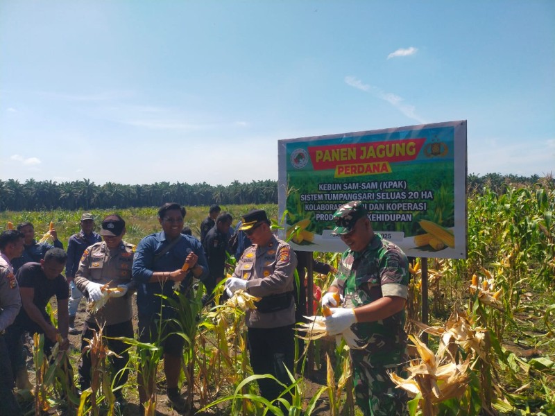 Kapolsek Kandis Hadiri Panen Jagung di KPAK Sam-Sam, Dukung Ketahanan Pangan Nasional