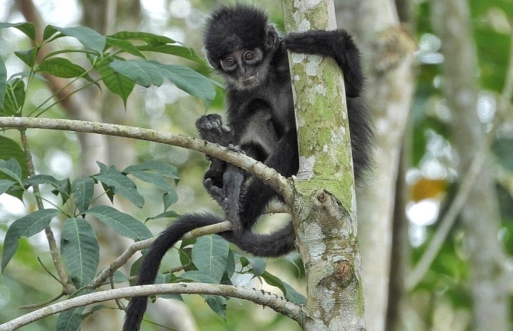 PHR Rajut Asa Habitat Lutung Kokah di Wilayah Operasi