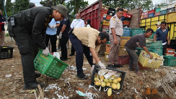 Musnahkan 12 Ton Mangga Ilegal Asal Thailand Senilai Rp 360 Juta