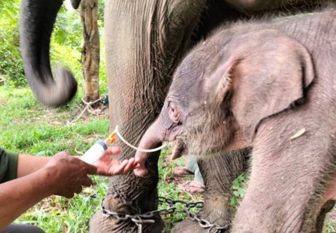 Konflik Gajah di Way Kambas Ujian Penerapan Hukum Lingkungan Modern