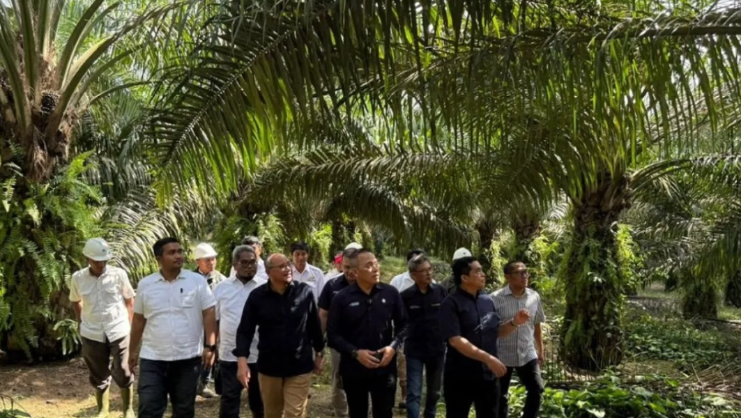 Kebun Tanah Putih, Mutiara PTPN IV Regional III di Batas Riau-Sumatera Utara