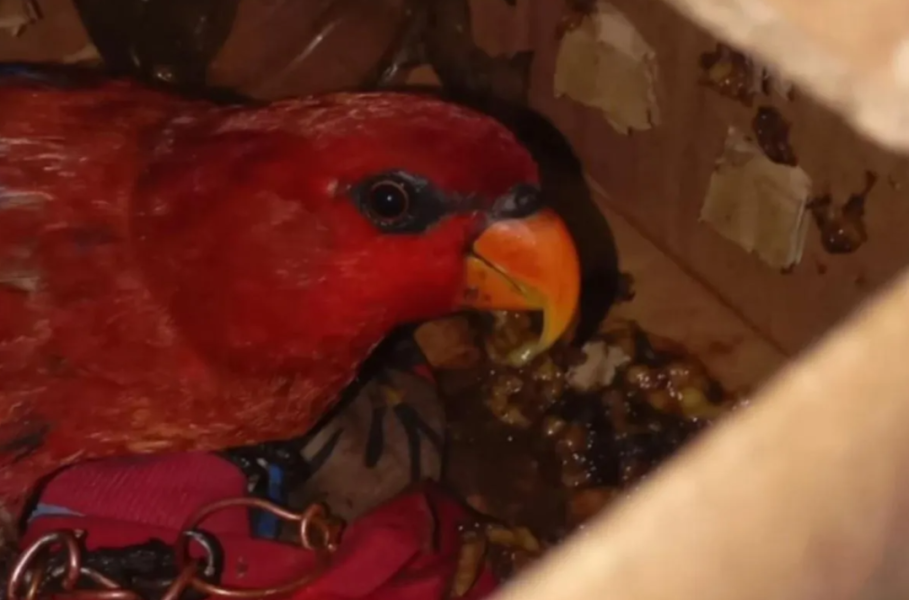 BKSDA Maluku Amankan Satu Karton Berisi Satwa Dilindungi Berupa Seekor Nuri di Pelabuhan