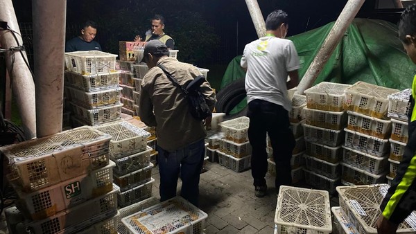 BKSDA Bengkulu-Lampung Gagalkan Penyelundupan 4.354 Burung Liar