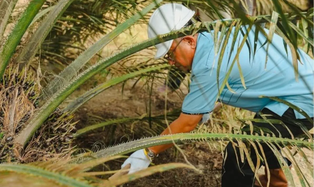 1.597,82 Ha Tanaman Sawit Muda PTPN IV Regional III Masuki Masa Panen