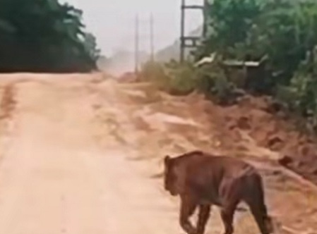 Terekam Kamera! Harimau Sumatera Menyeberang Jalur WIP Zamrud Siak